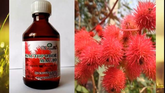 Полезные свойства касторового масла
