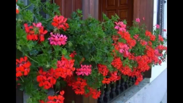 Evo Kako Treba Pripremiti Muškatle Za Cvetanje