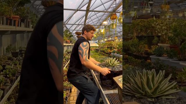 БОТАНИК ГЕОРГИЙ АРИСТОВ И АГАВА В ШИКАРНОМ КЕРАМИЧЕСКОМ ГОРШКЕ ОТ ИВАНА ЖУКОВА ATTRACTIVE POT