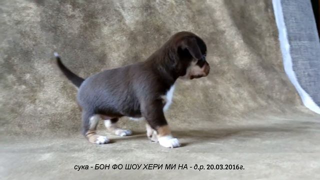 сука - БОН ФО ШОУ ХЕРИ МИ НА