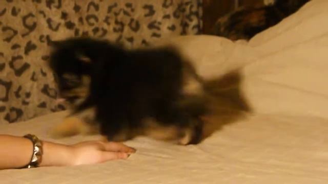 шпиц из питомника Мин Херц