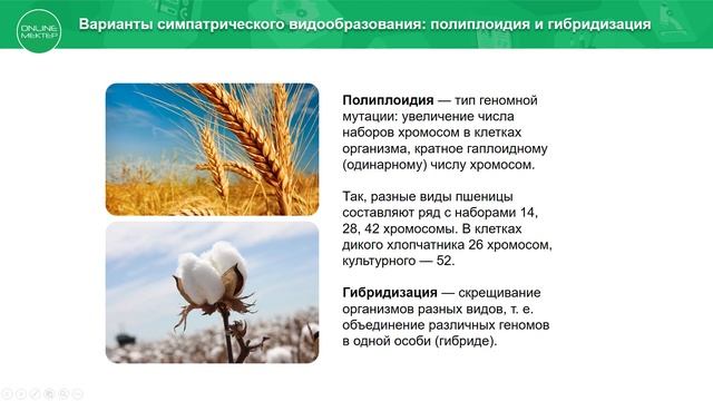 9 класс. Биология. Понятия видообразования. Формы и механизмы видообразования. 19.05.2020.