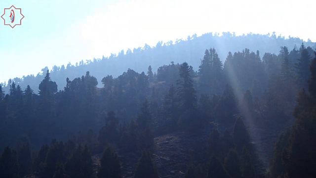 Yaylada Gezi Sırasında Sürek Avı Arasında Kaldım, Allah'tan Kurşun Yemedik :)