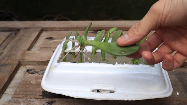 How To Propagate Succulents Quickly And Easily