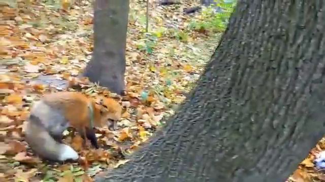 Приключения диких существ