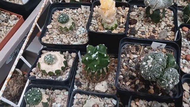 Мои брюзжания.Зимовка кактусов.