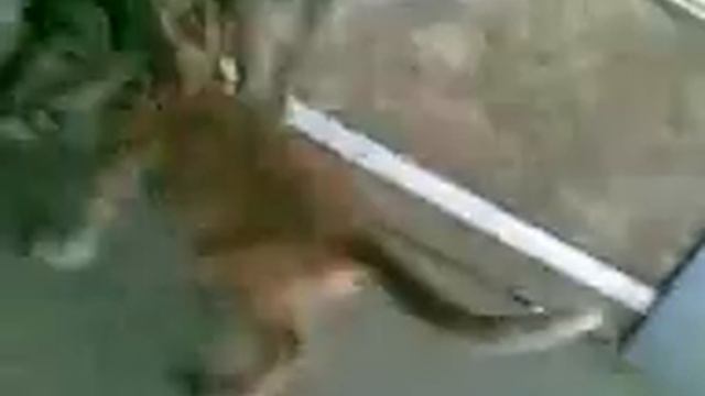 котята сосут
