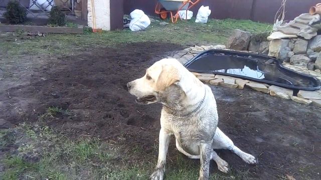 Лабрадор и грязь