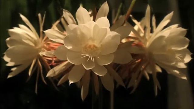 Кралицата на нощта