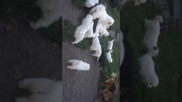 8fec51c0c3ad1719adc934db7533bf78