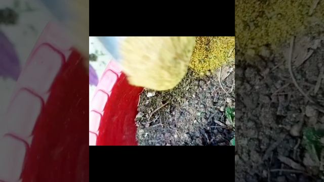 Important Tips To Get Meximum Flowers On Pitunia Flowering Plant With Updates For Beginners!