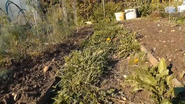 Трава между грядок. Мой способ борьбы с помощью соли.