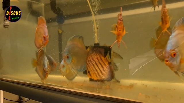 РАСПРОДАЖА ДИСКУСА