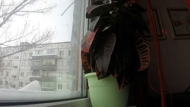 кротон 2 часа после полива