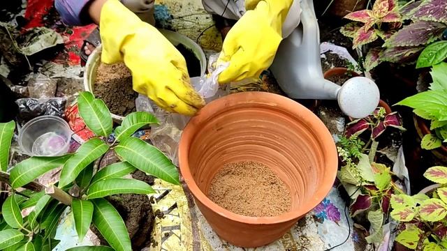 इस तरह गमले में उगायें आम का पेड़ , पाएं साल भर आम / Growing Mango In Container / All Time Mango