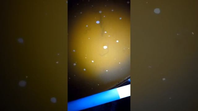 как карпы поедают дождевых червей в узв