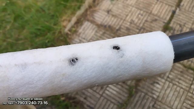 *Абиссинская двухстволка* 30 апреля* СНТ 