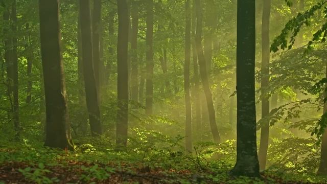 Magical Morning Forest Piano Music.