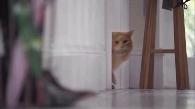 3a245f8eccdcd317cd5171cbc977a4c1