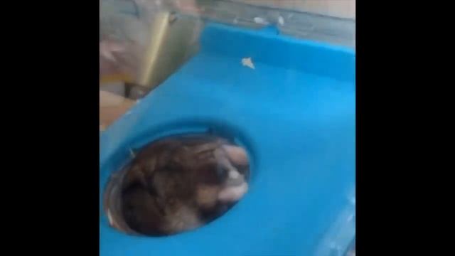 RIP VINE Compilation (Animal Edition)