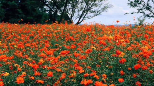 Petunia Garden In Mother Farm, Chiba Prefecture
