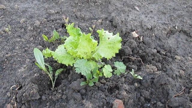 Зимовий салат та шпинат - мої спостереження