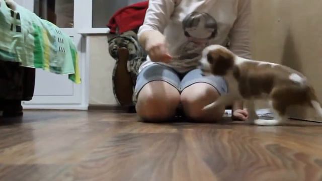 Кавалер Кинг Чарльз Спаниель