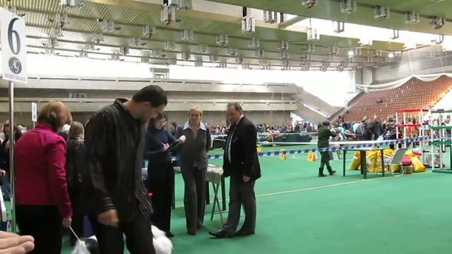 тибетский терьер