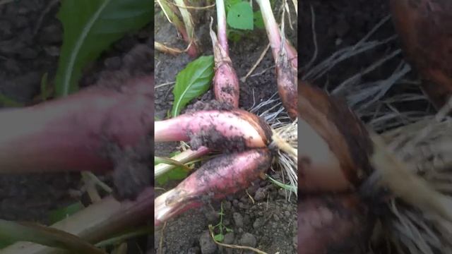 Лук семейный Деликатесный (шалот)