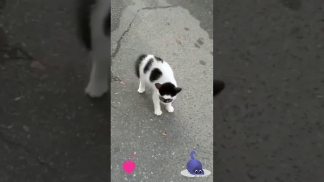 Котик в очках или маске Зорро