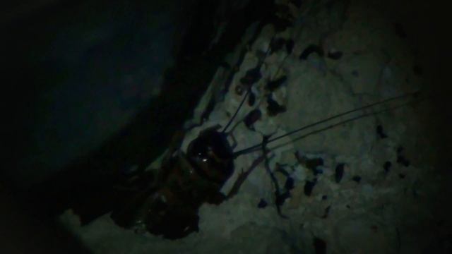 Сверчок поселился в ванной комнате