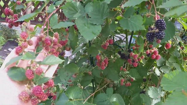 Ежевика ТОРНФРИ безшипная и урожайная.Ошибка при посадке и наш опыт выращивания