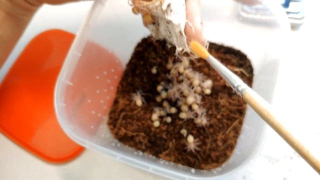 Паук. Poecilotheria Ornata разведение. Ptasznik.