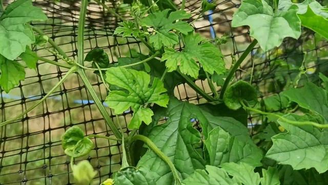 24,25 июля 2023г. Дача.Все еще собираю урожай.