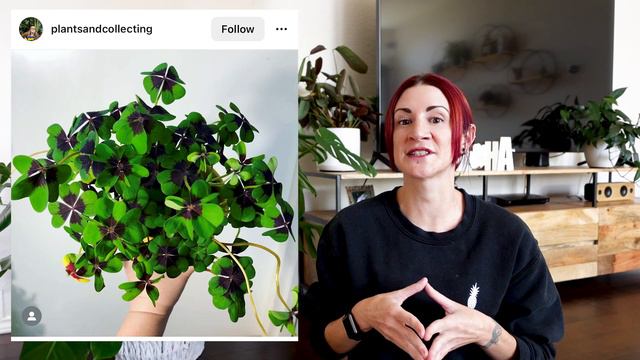 24 Space Saving Houseplants | Houseplants That Stay Small | Houseplants For Small Spaces