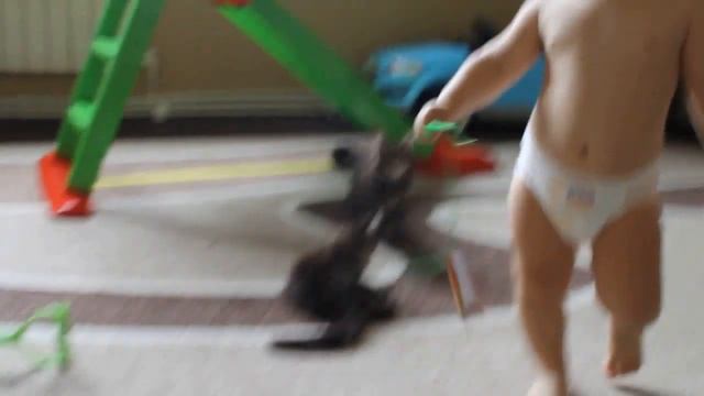 8 недель котята мейн кун