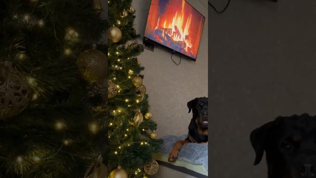 ???#рекомендации #животные #собака