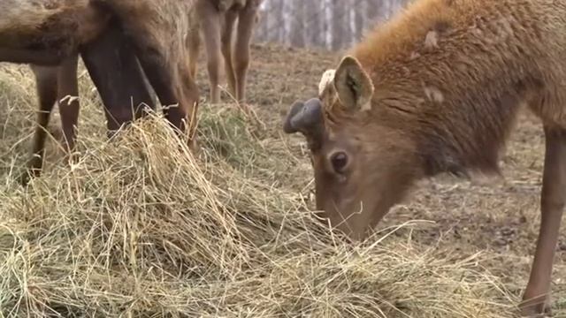 1 канал. _Доброе утро_, вырезка из репортажа. 06.05.2021 г..mp4