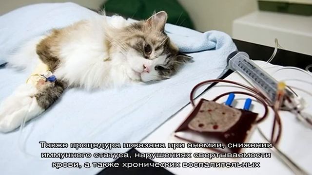 А вы знаете группу крови вашего любимца?