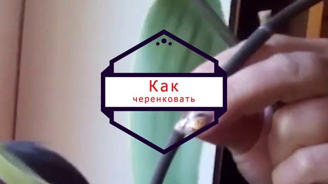 Как одну орхидею превратить в 100. Методы размножения орхидеи.