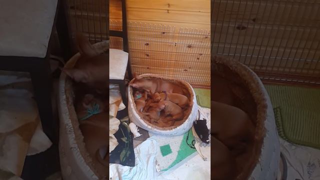 щенки Чирнеко! Миа Санто'c!