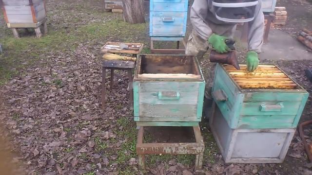 Первый осмотр пчёл после зимы
