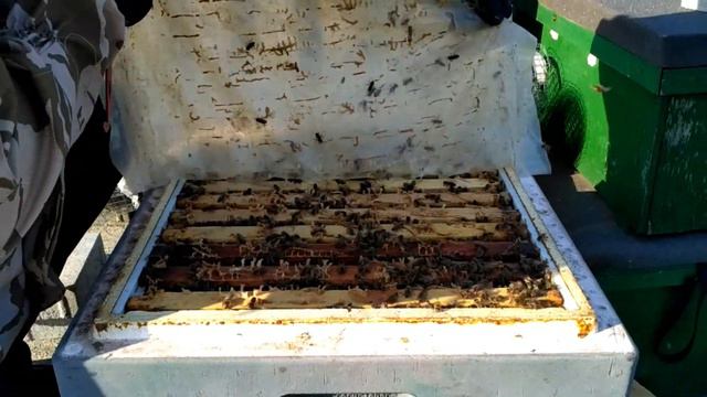 Продажа зимoвалых отводков. Германия март 2019