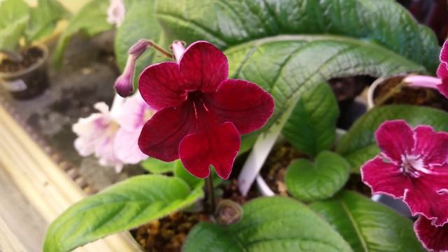 Streptocarpus Red Comparisons