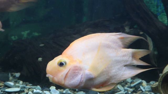 Почему рыбки болеют