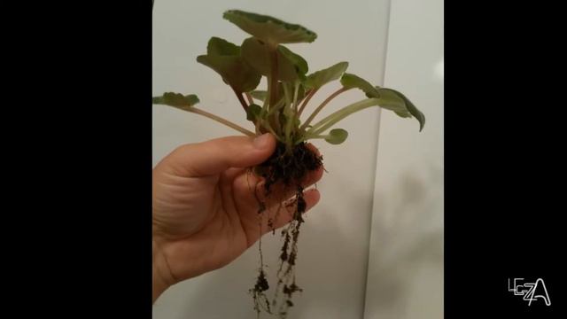 Детки Фиалок🌱🌱😊.  Аz-EL