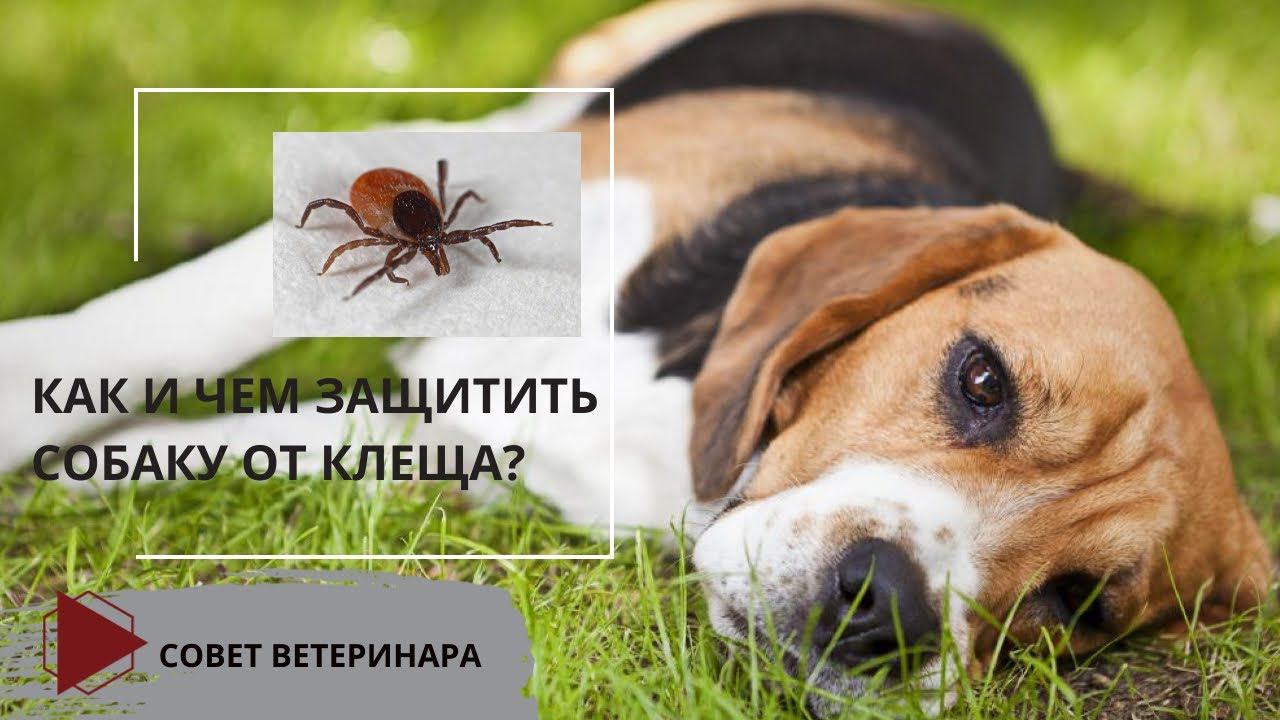 Как и чем защитить собаку от клеща? (Обзор препаратов,  их особенности и нюансы)