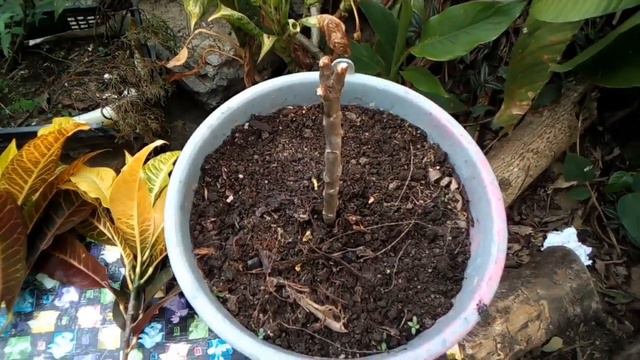 Reproduccion Y Cuidados De Las Plantas Croton