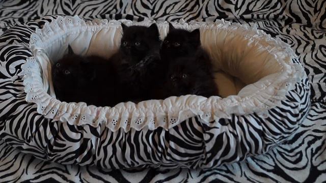 6d017a7ef9a9aefc07a8c6a00dce2719