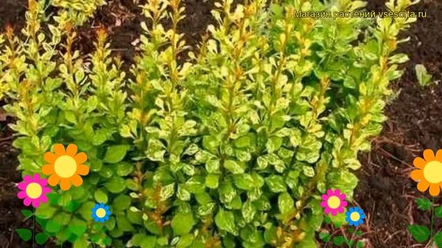 Барбарис тунберга Пау вау. Краткий обзор, описание характеристик Berberis Thunbergii Powwow